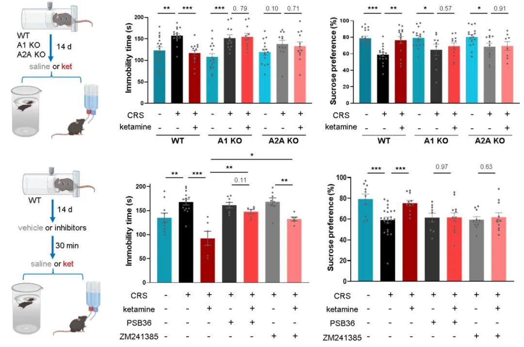 Nature 专家点评:罗敏敏团队首次揭示两种强效抗抑郁疗法背后的共同机制,提出颠覆传统治疗手段