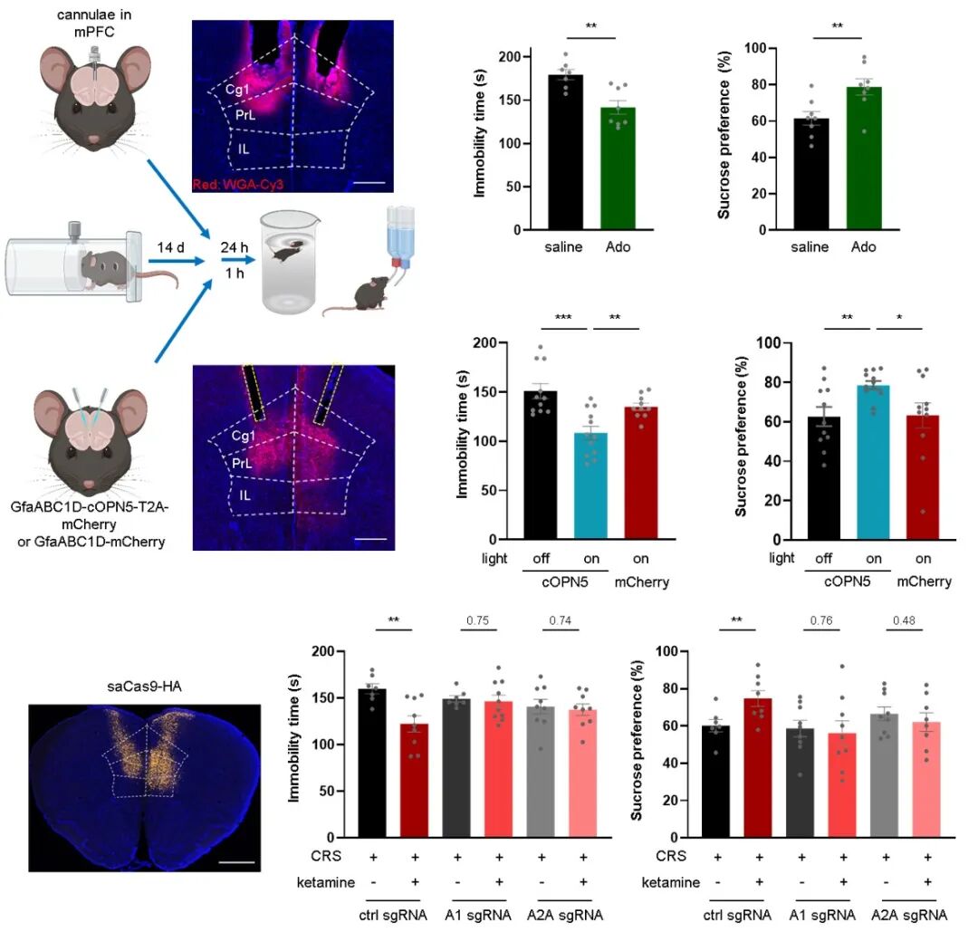 Nature 专家点评:罗敏敏团队首次揭示两种强效抗抑郁疗法背后的共同机制,提出颠覆传统治疗手段