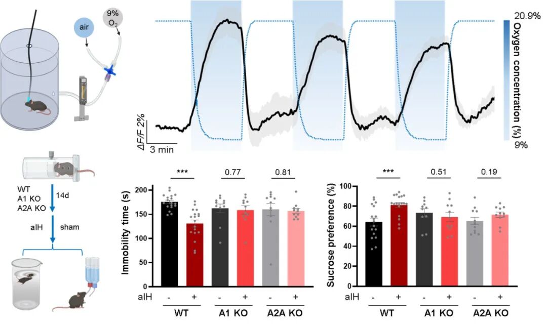 Nature 专家点评:罗敏敏团队首次揭示两种强效抗抑郁疗法背后的共同机制,提出颠覆传统治疗手段