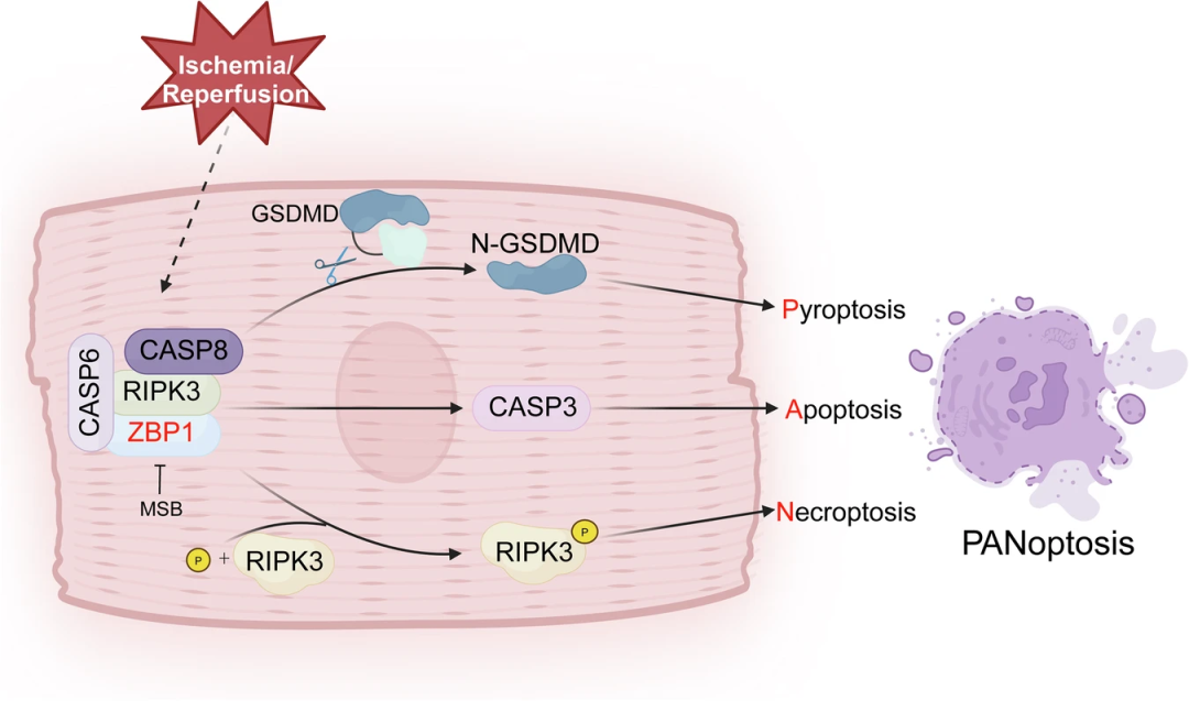 STTT：复旦大学葛均波院士团队开发特异性小分子抑制剂显著保护心肌细胞