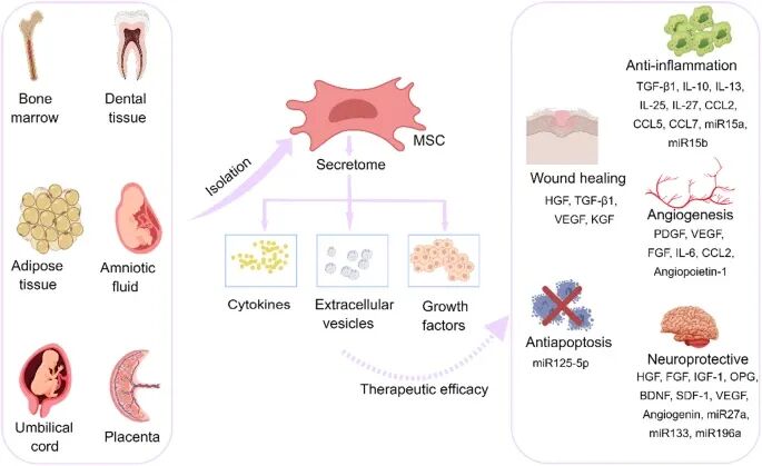 IF 40.4:陆军军医大学发表 CAR-MSCs 细胞治疗策略