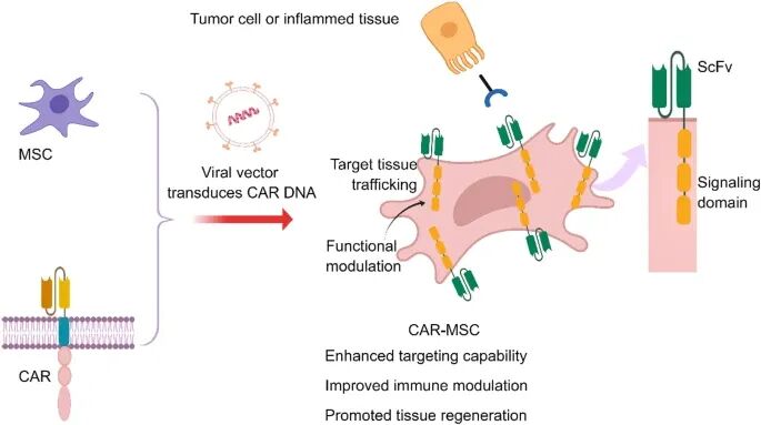 IF 40.4:陆军军医大学发表 CAR-MSCs 细胞治疗策略