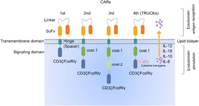 IF 40.4:陆军军医大学发表 CAR-MSCs 细胞治疗策略