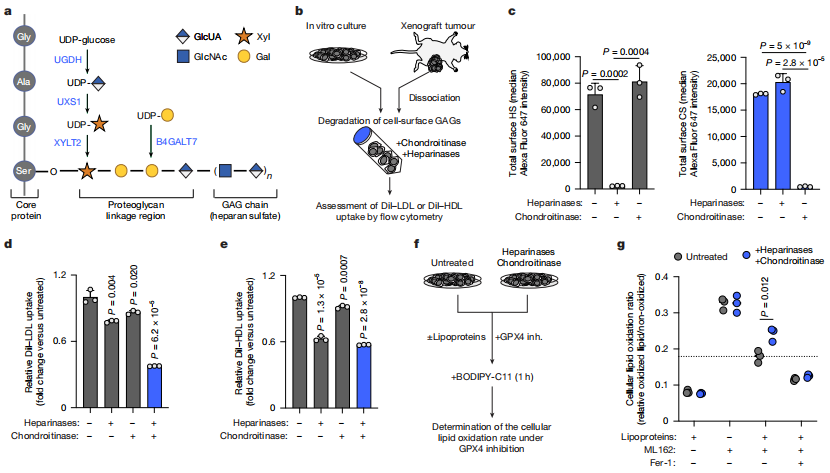 这种常见维生素，竟与促进癌症生长有关！研究发现：减少摄入即可阻止小鼠肿瘤生长