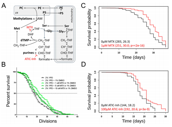 这种常见维生素，竟与促进癌症生长有关！研究发现：减少摄入即可阻止小鼠肿瘤生长