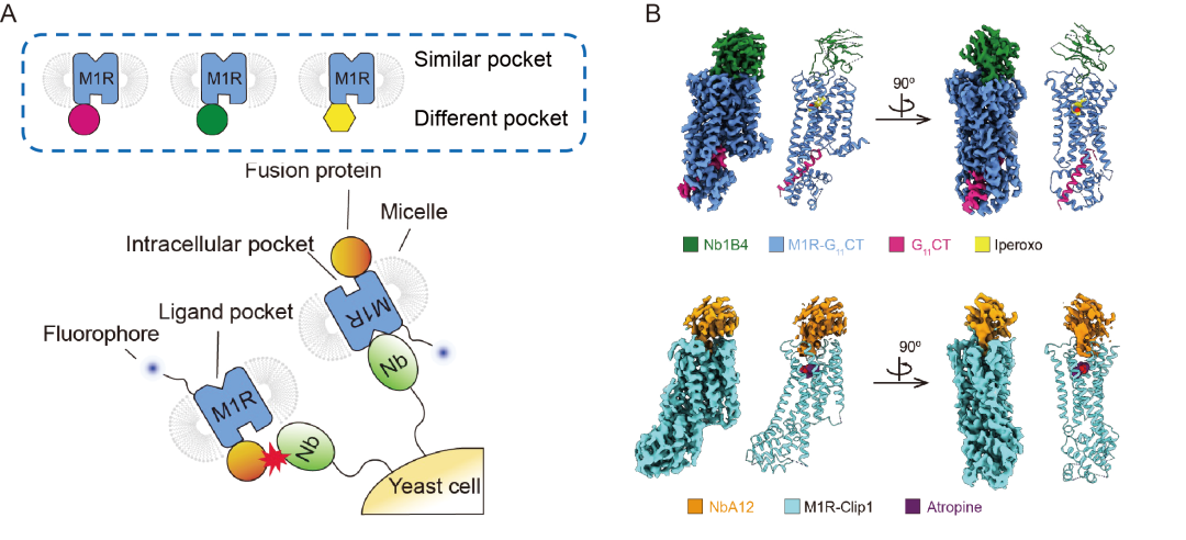 清华大学刘翔宇团队连发两篇 PNAS