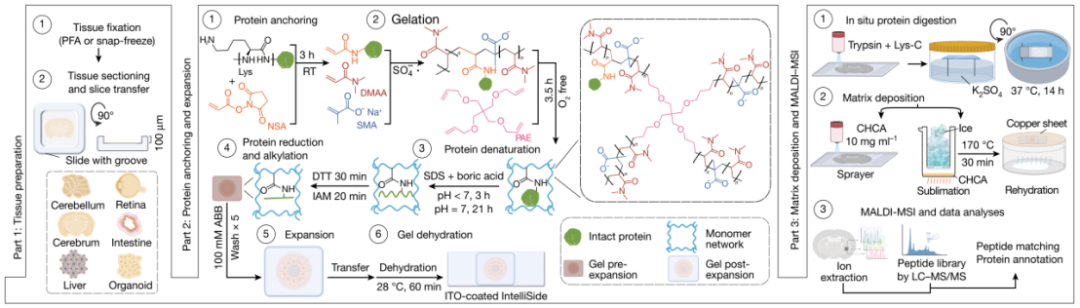 Nature：西湖大学邹贻龙团队合作开发微米级蛋白质组学成像新技术