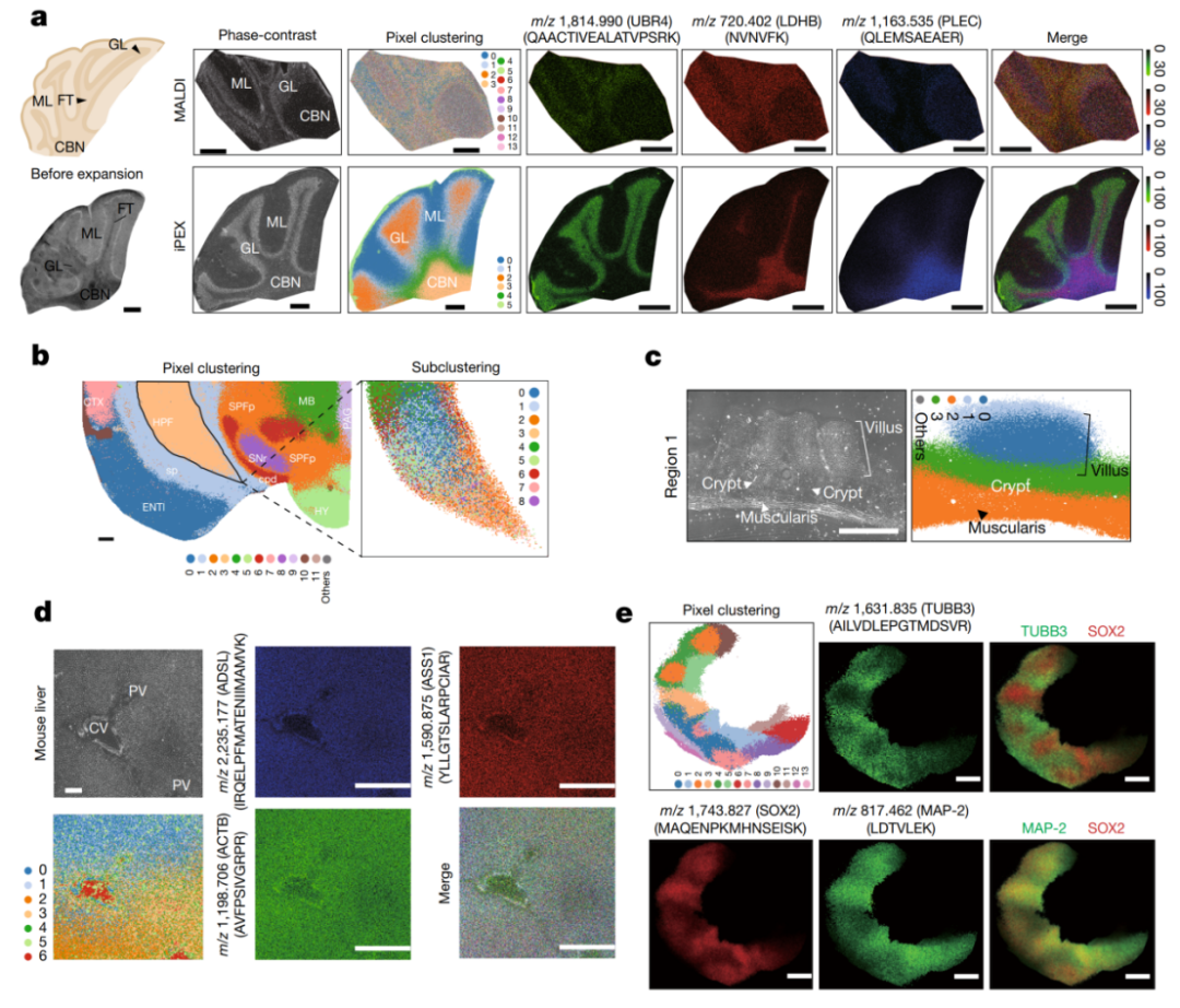 Nature：西湖大学邹贻龙团队合作开发微米级蛋白质组学成像新技术