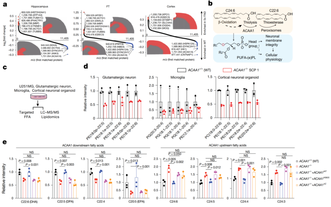 Nature：西湖大学邹贻龙团队合作开发微米级蛋白质组学成像新技术