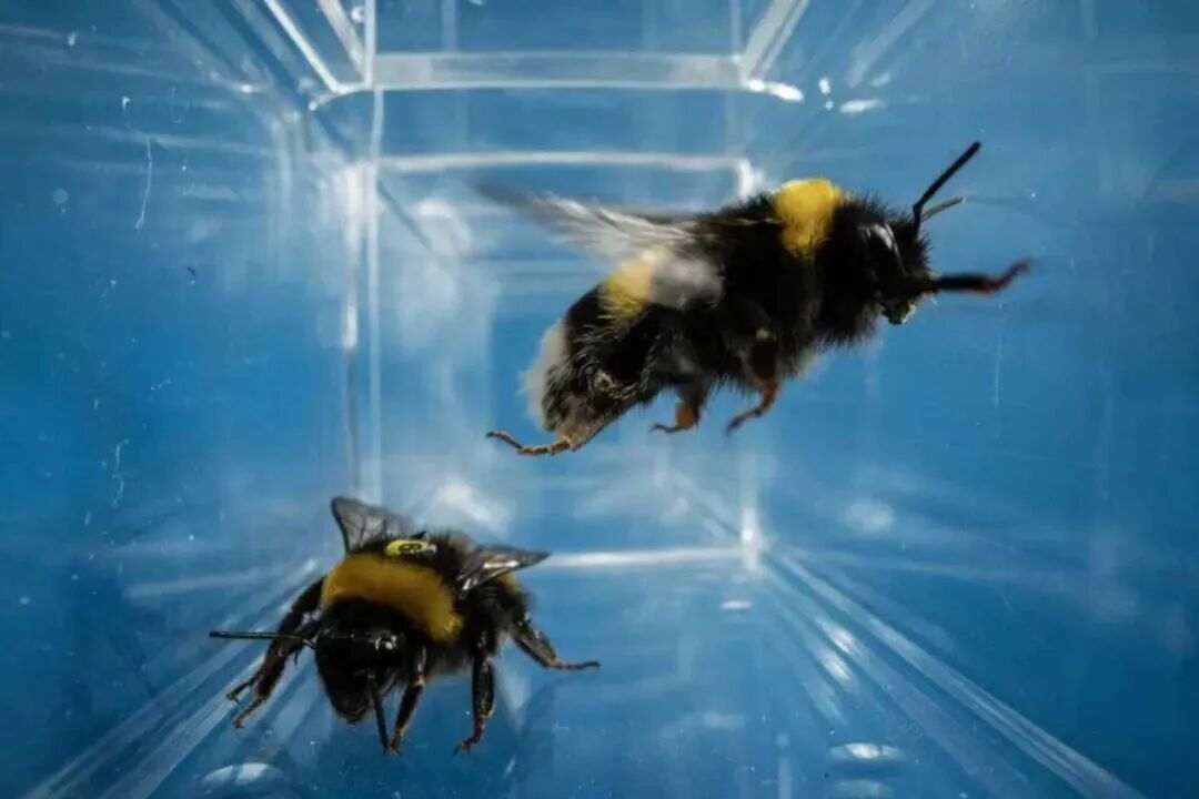 南方医科大学原创科研成果登上 Science 封面