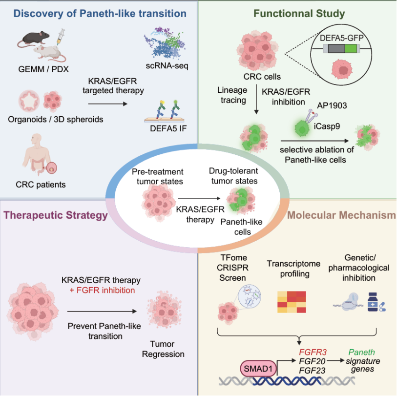 IF 44.5!中山大学结直肠癌领域发布最新成果