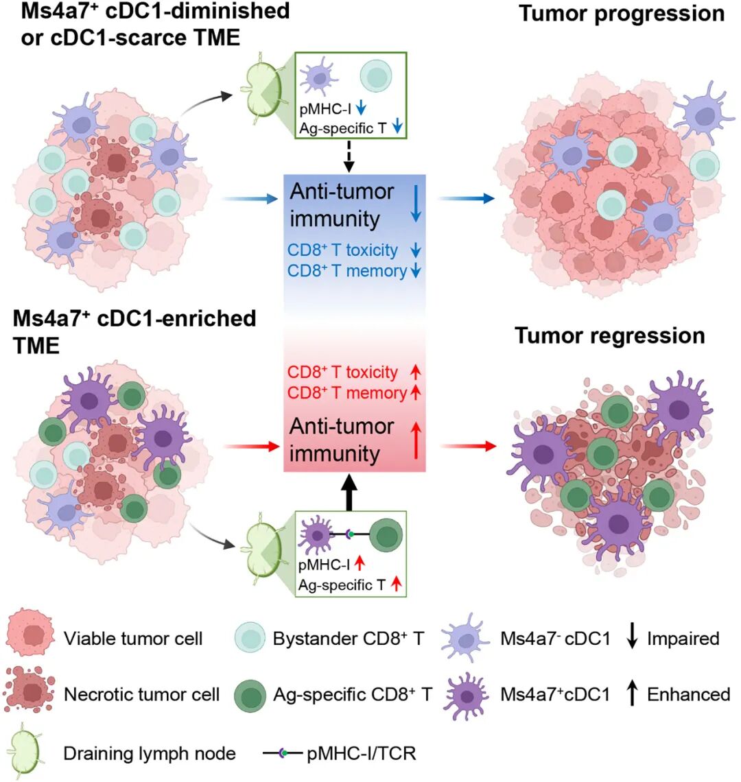 曹雪涛院士、陆林院士、董家鸿院士、印遇龙院士、董晨院士、谢剑平院士等多个团队发表最新研究