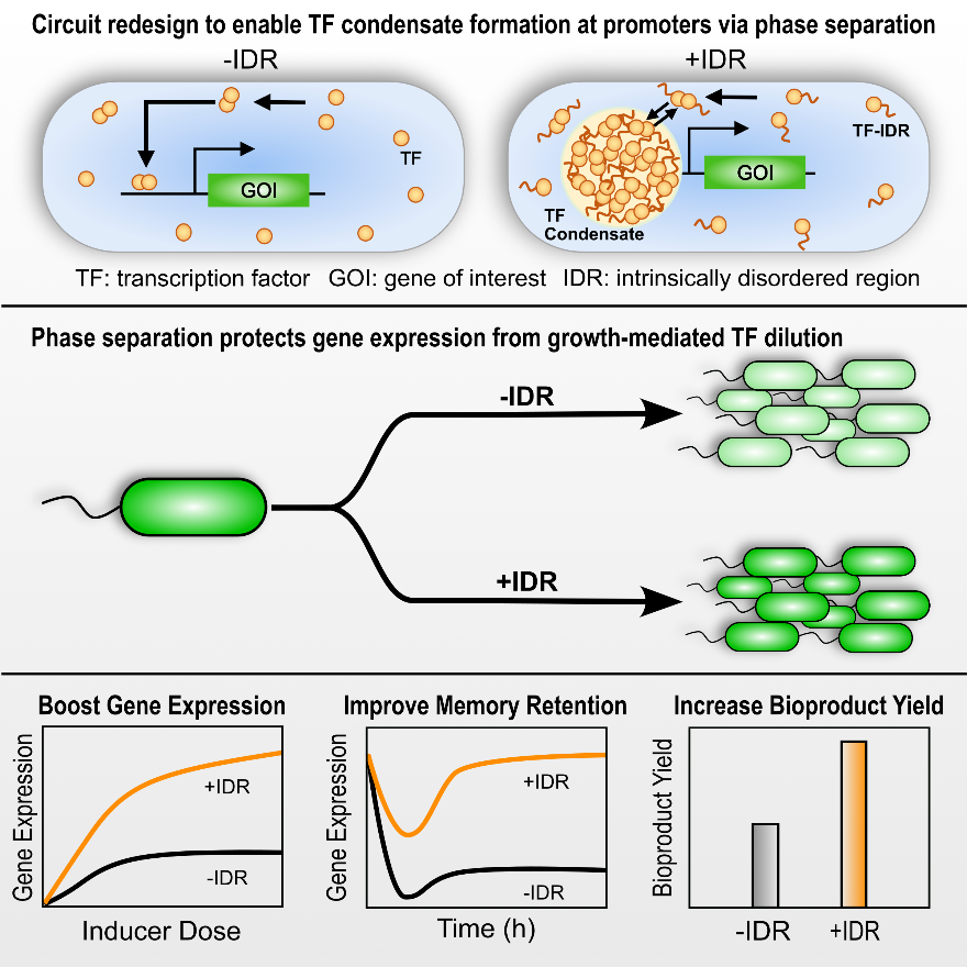 Cell:田晓军团队首次把相分离写进合成基因回路的「底层代码」
