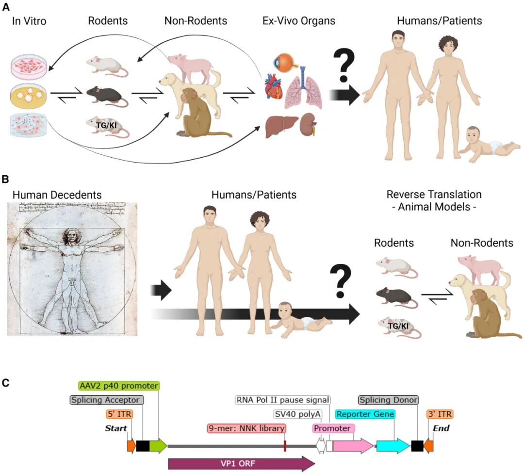 一文详解 CGT 技术