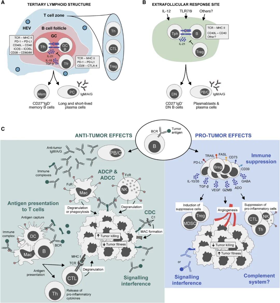 一文详解 CGT 技术