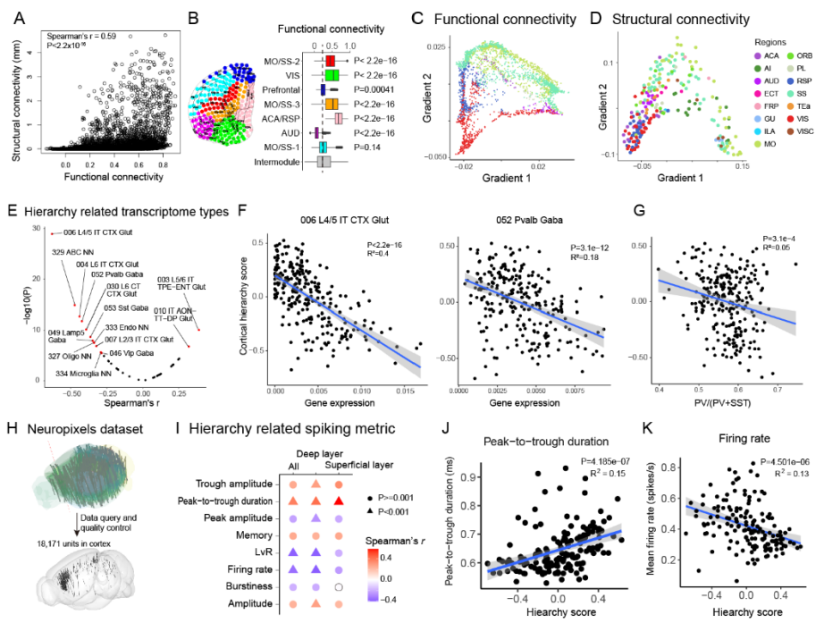 Neuron：严军团队合作发布迄今为止最大的小鼠单神经元投射图谱数据集