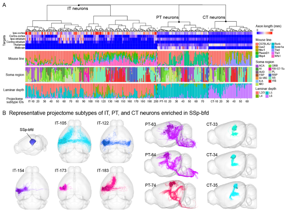 Neuron：严军团队合作发布迄今为止最大的小鼠单神经元投射图谱数据集