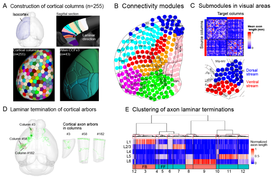 Neuron：严军团队合作发布迄今为止最大的小鼠单神经元投射图谱数据集