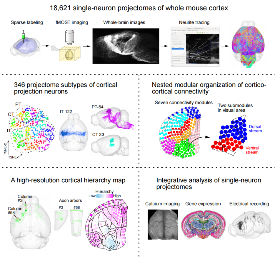 Neuron：严军团队合作发布迄今为止最大的小鼠单神经元投射图谱数据集