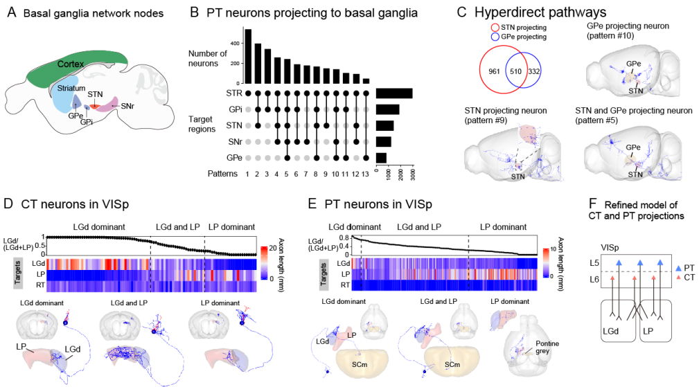 Neuron：严军团队合作发布迄今为止最大的小鼠单神经元投射图谱数据集