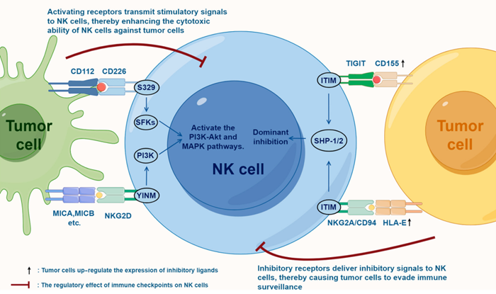 一文详解 CGT 技术