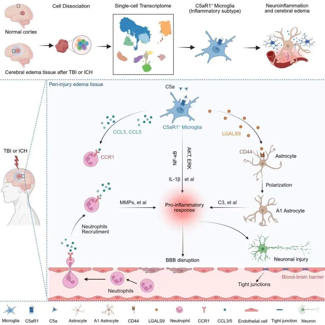 空军军医大学唐都医院团队发表最新研究！