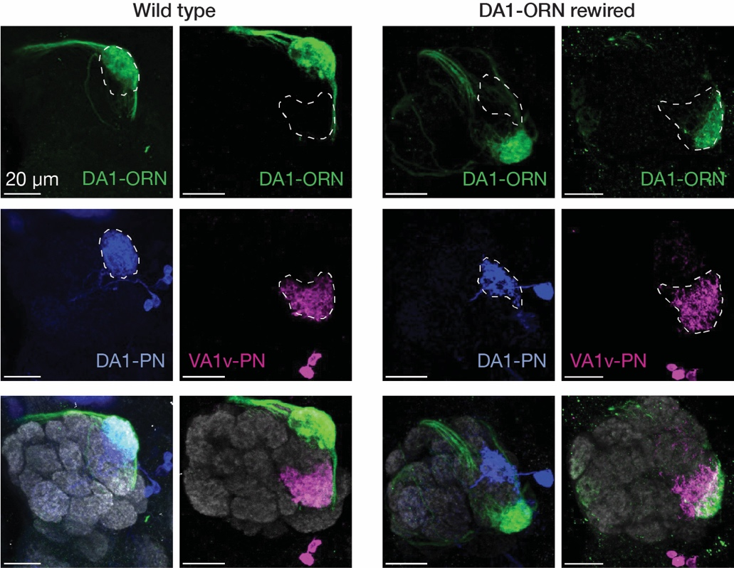 Nature 背靠背：骆利群院士团队实现神经环路重编程 | 一作之一已回国加入西湖大学