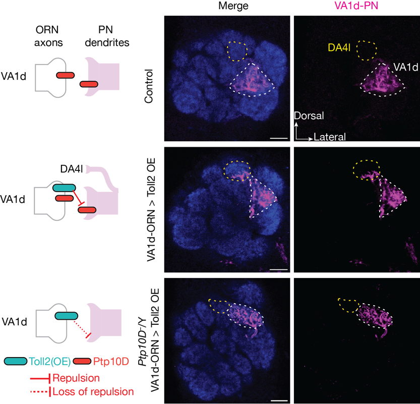 Nature 背靠背：骆利群院士团队实现神经环路重编程 | 一作之一已回国加入西湖大学