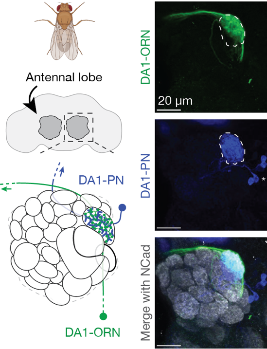 Nature 背靠背：骆利群院士团队实现神经环路重编程 | 一作之一已回国加入西湖大学