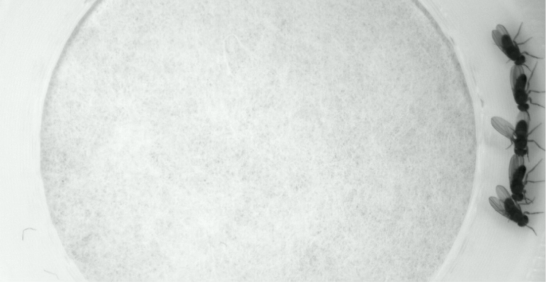 Nature 背靠背：骆利群院士团队实现神经环路重编程 | 一作之一已回国加入西湖大学