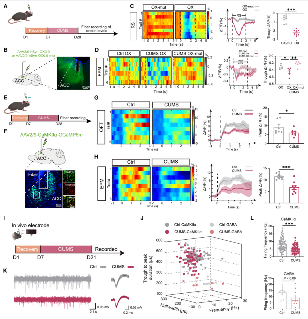 压力过大，记得吃点零食：暨南大学团队揭示抗焦虑新机制