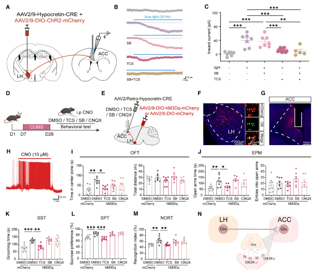 压力过大，记得吃点零食：暨南大学团队揭示抗焦虑新机制