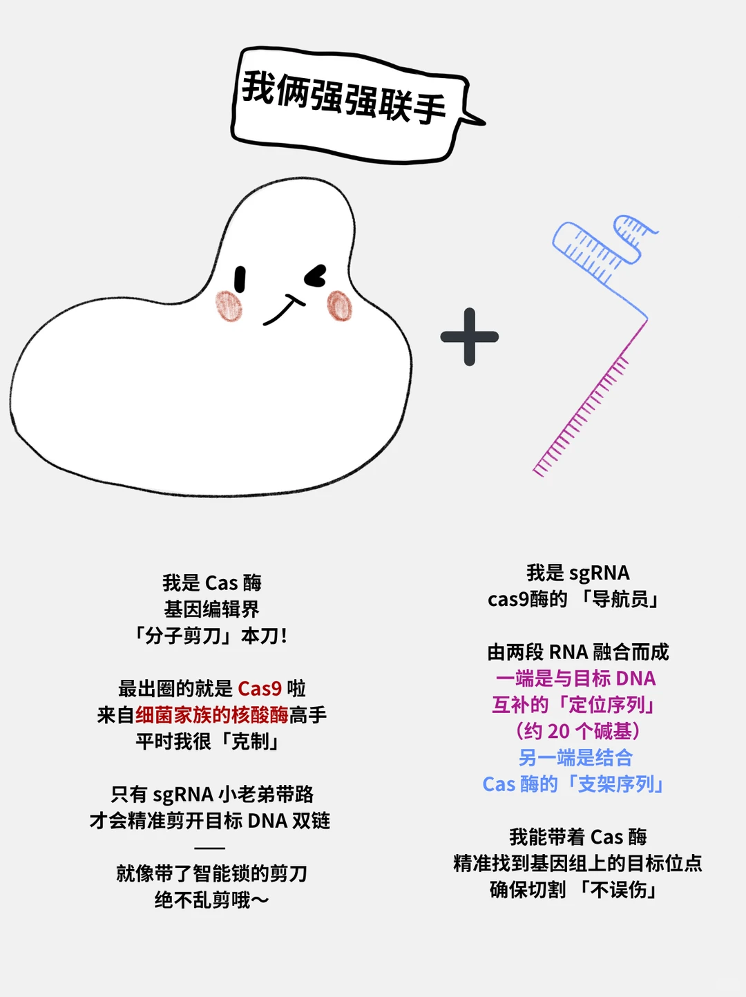 图文解析：CRISPR-Cas9 基因编辑的原理与应用全景