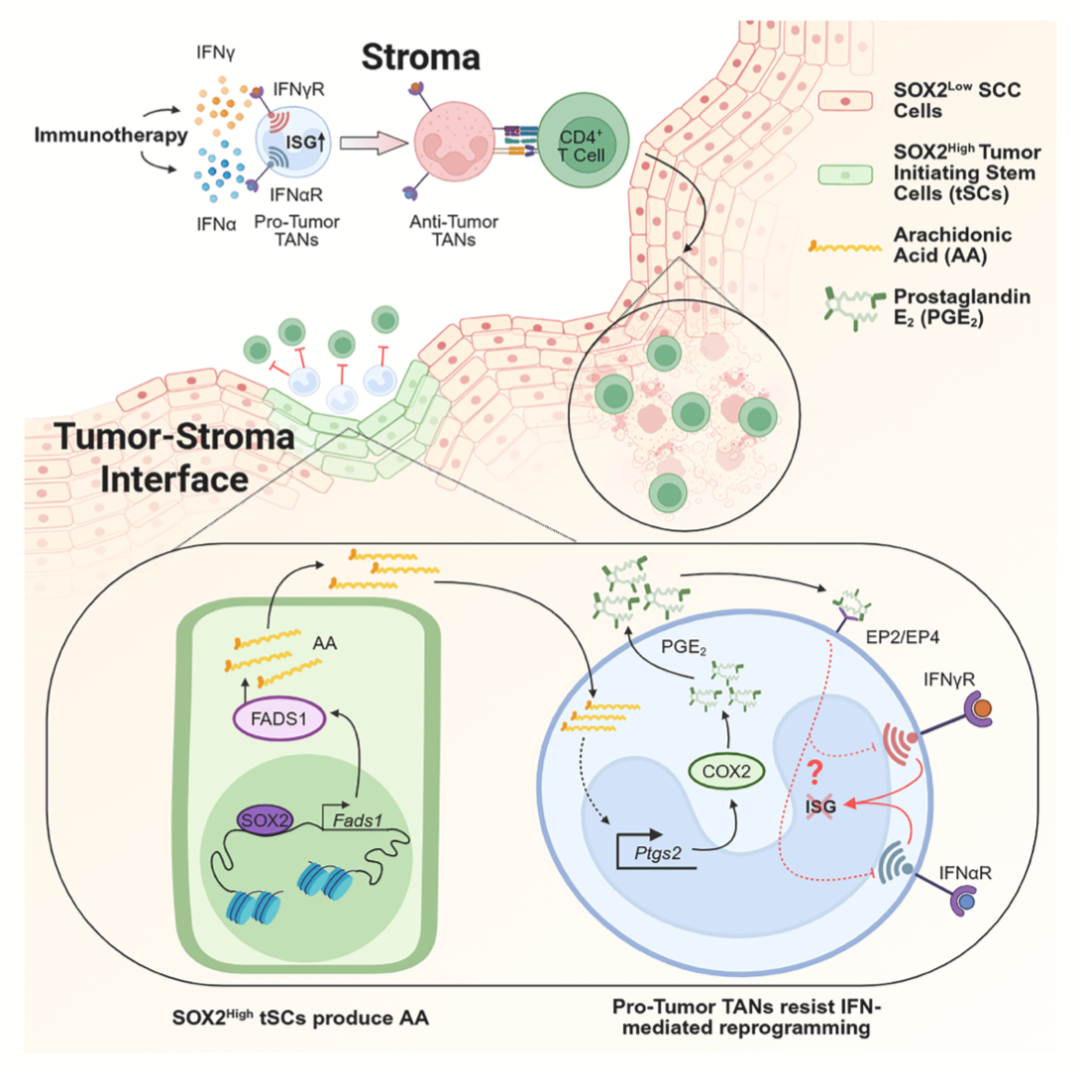 Cancer Cell:缪煜轩团队揭示肿瘤起始干细胞代谢「驯化」中性粒细胞,塑造免疫豁免微环境驱动免疫治疗复发
