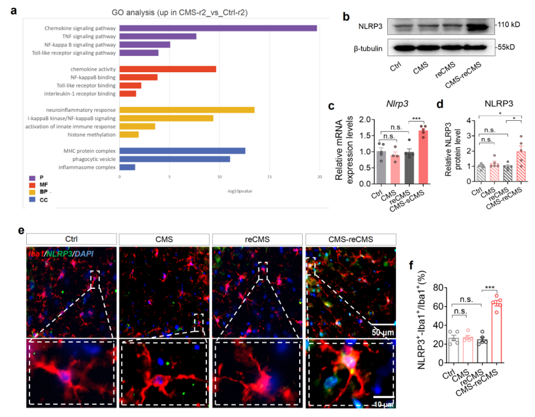 抹除大脑「创伤记忆」？电子科技大学/四川大学华西医院揭示抑郁症反复发作关键机制！