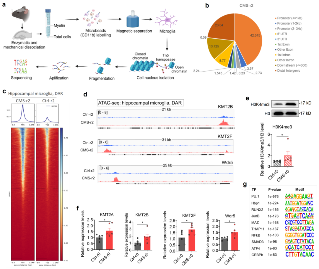 抹除大脑「创伤记忆」？电子科技大学/四川大学华西医院揭示抑郁症反复发作关键机制！