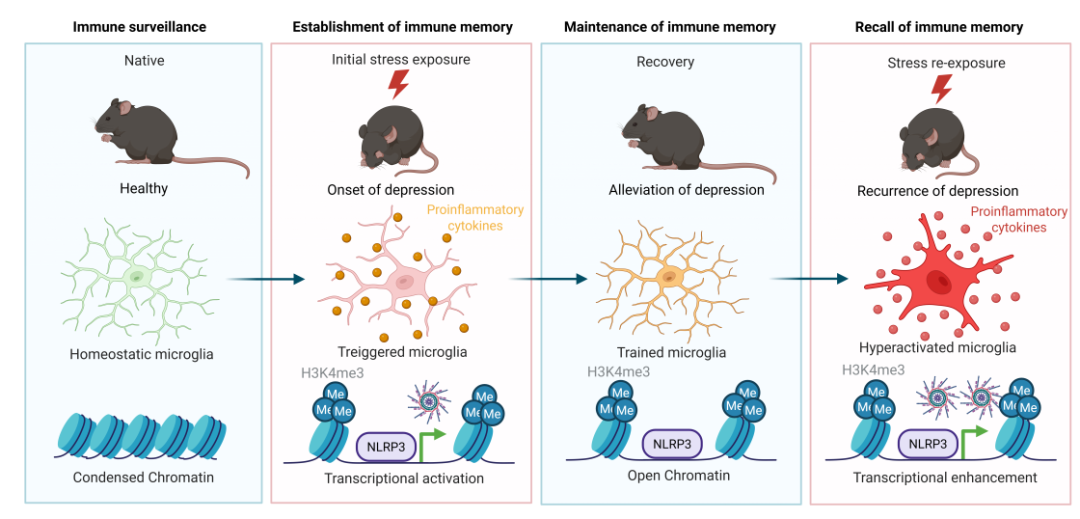 抹除大脑「创伤记忆」？电子科技大学/四川大学华西医院揭示抑郁症反复发作关键机制！