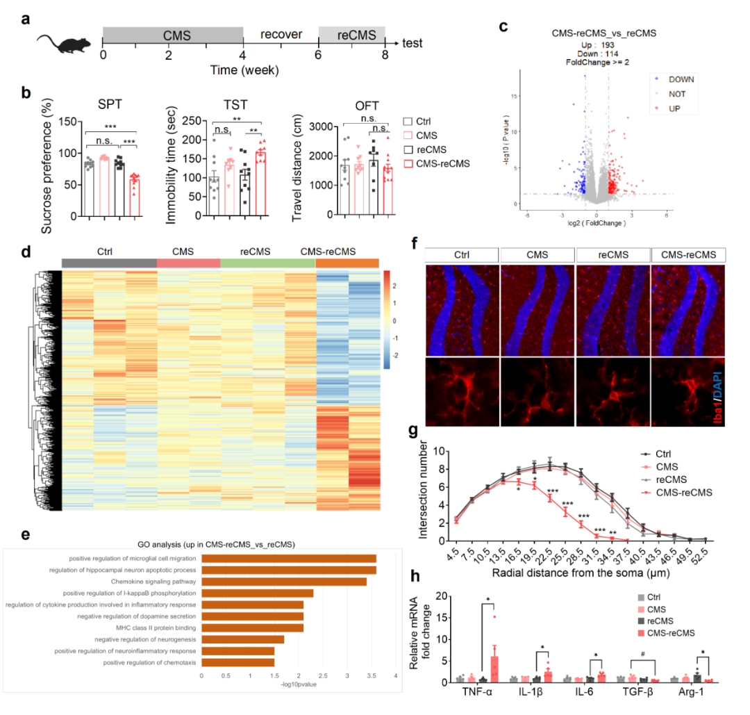 抹除大脑「创伤记忆」？电子科技大学/四川大学华西医院揭示抑郁症反复发作关键机制！
