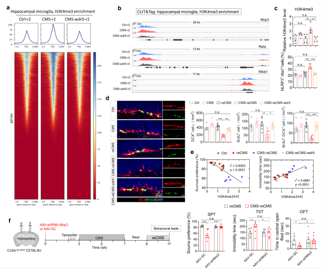 抹除大脑「创伤记忆」？电子科技大学/四川大学华西医院揭示抑郁症反复发作关键机制！