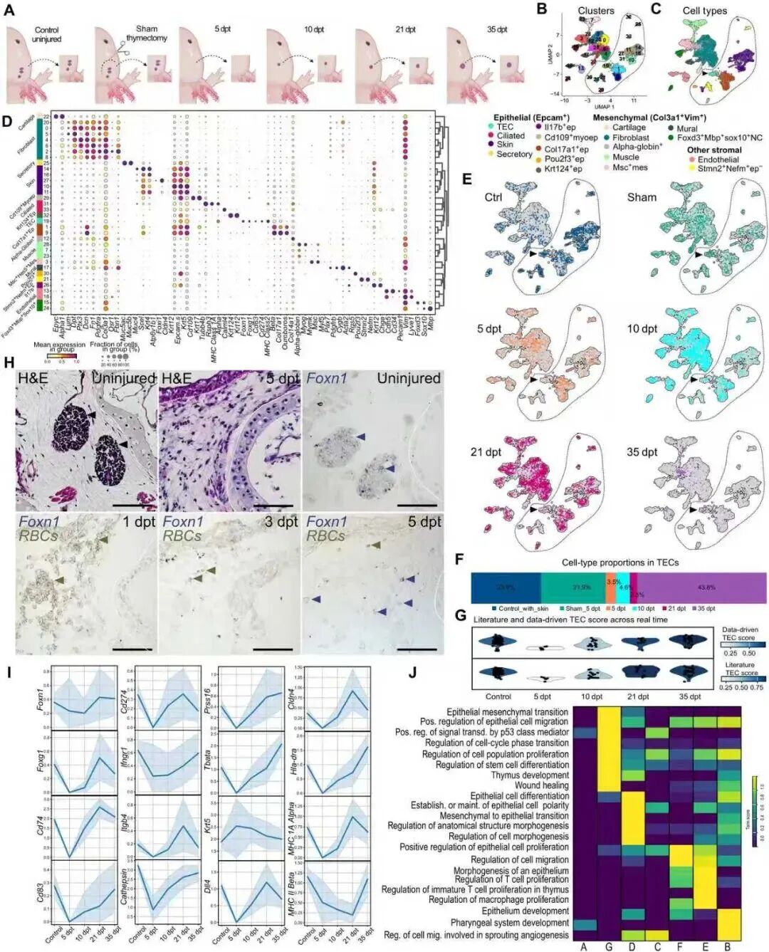 首都医学科学创新中心里程碑式研究:首个脊椎动物胸腺实现完全再生