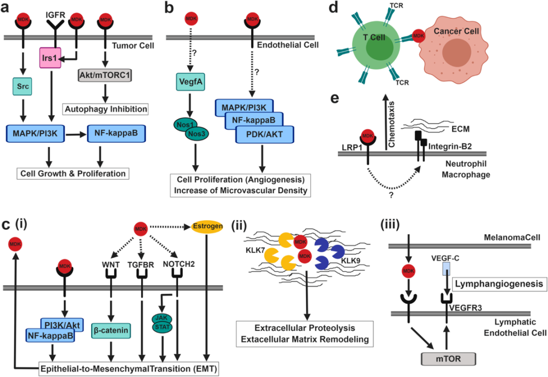 首都医学科学创新中心里程碑式研究:首个脊椎动物胸腺实现完全再生