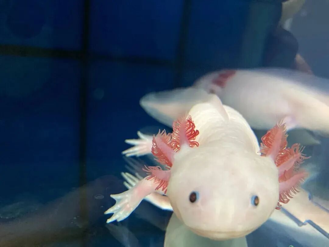 首都医学科学创新中心里程碑式研究:首个脊椎动物胸腺实现完全再生