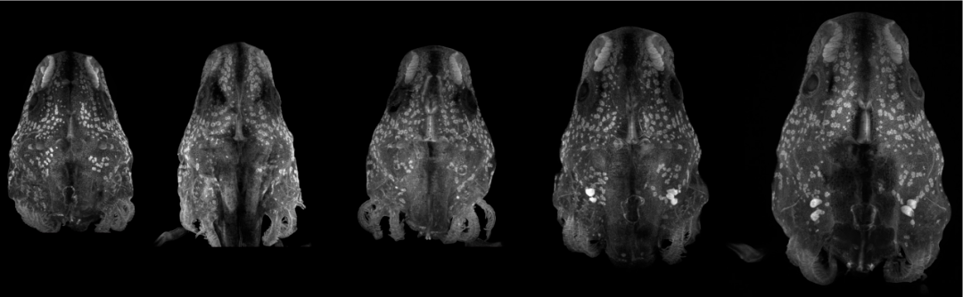 首都医学科学创新中心里程碑式研究:首个脊椎动物胸腺实现完全再生