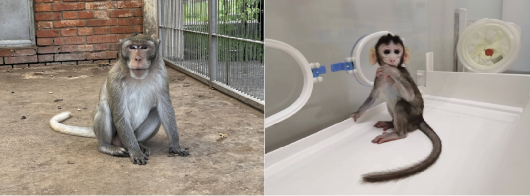 12 万一只仍有价无猴 | 实验猴为何成了创新药研发的「命脉」 - 文献解读 - 丁香通