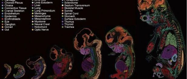 科研速递丨黄荷凤院士团队《自然》发文，描绘全球首个人类胚胎早期器官发生阶段时空动态转录全景图