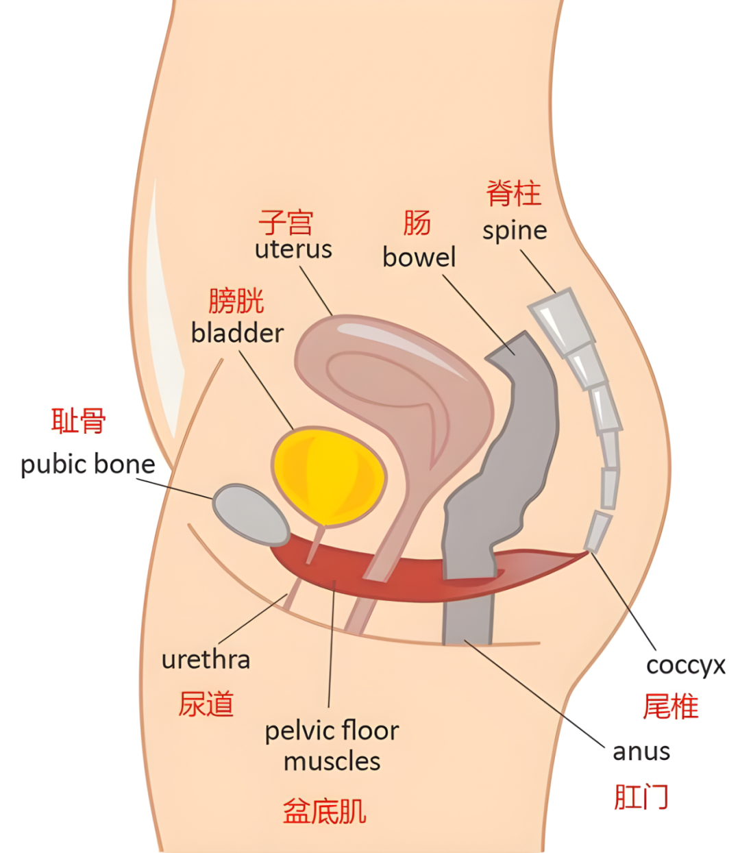 「笑尿了」？这可不是一句玩笑话！是你的盆底肌正在「求救」！