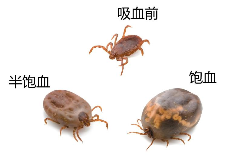 高烧不退,医生在他身上发现 17 颗「小黑点」!医生提醒:被咬后千万别硬拔