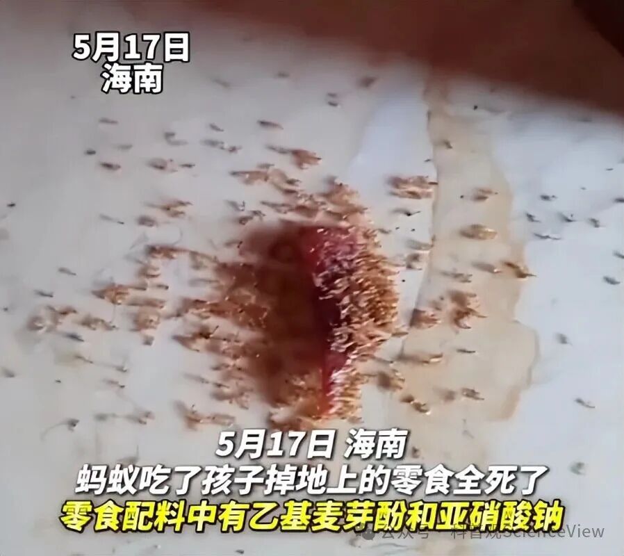 别只盯孩子零食!新鲜的「绿叶蔬菜」这样吃,和毒死蚂蚁的肉干一样伤身