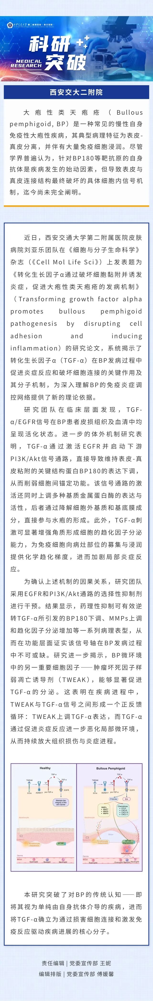 科研突破 | 西安交大二附院皮肤病院团队最新研究发现 TGF-α促使大疱性类天疱疮发病的关键机制
