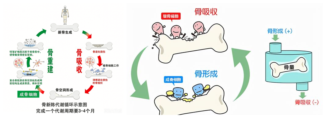 骨骼悄悄变老不自知?这五项骨代谢标志物,精准评估骨骼代谢状态